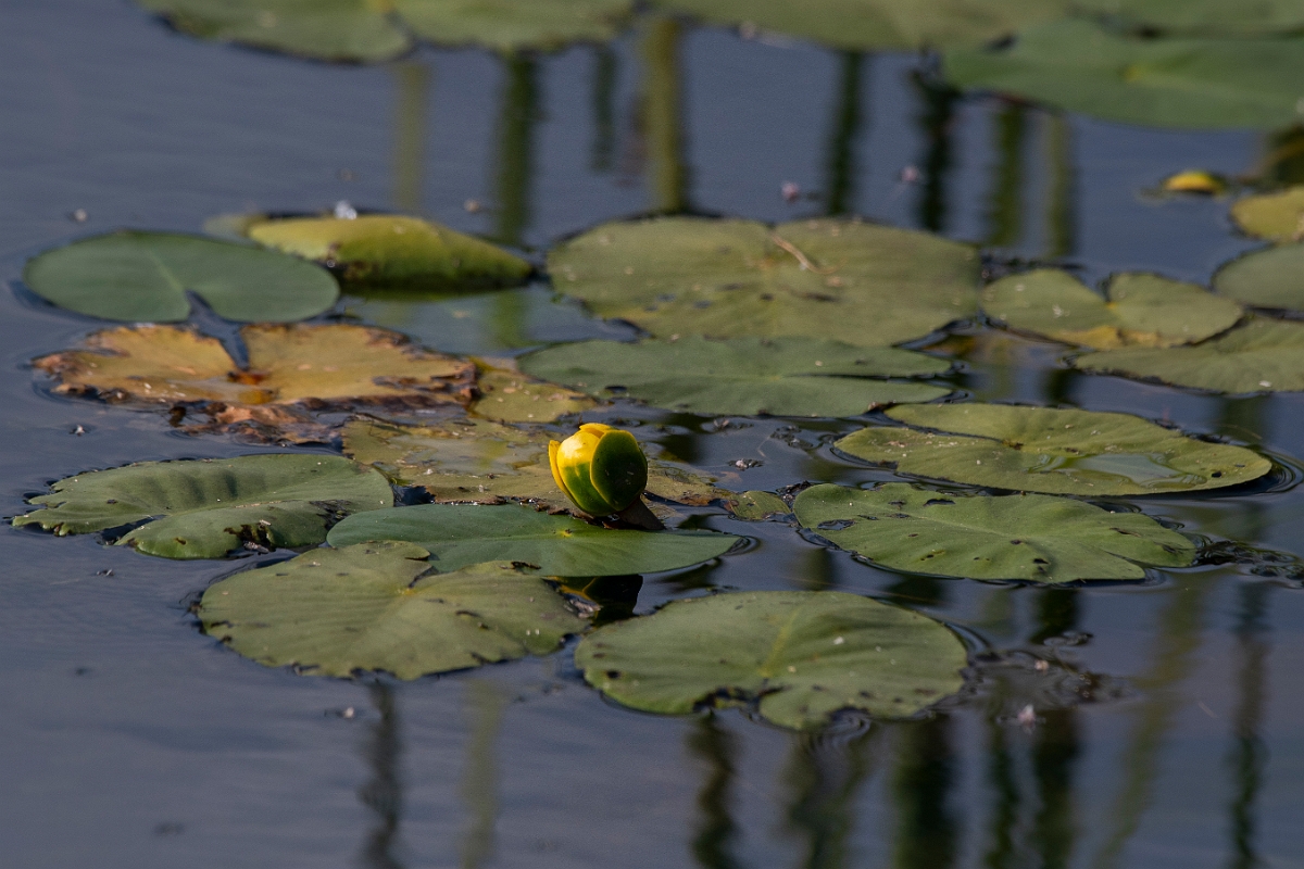 David Plant Photography - Wildlife Photography - Least water-lily - A.JPG - Least water-lily - Inverness-shire