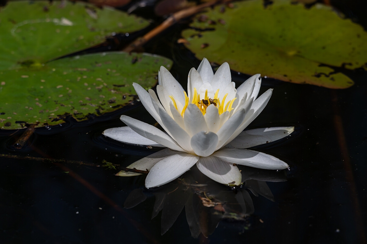 David Plant Photography - Wildlife Photography - White water-lily - C.jpg - White water-lily - Norfolk