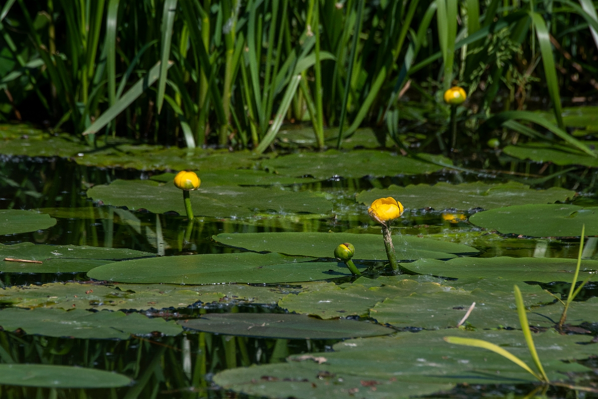David Plant Photography - Wildlife Photography - Yellow water-lily - B.JPG - Yellow water-lily - Cambridgeshire