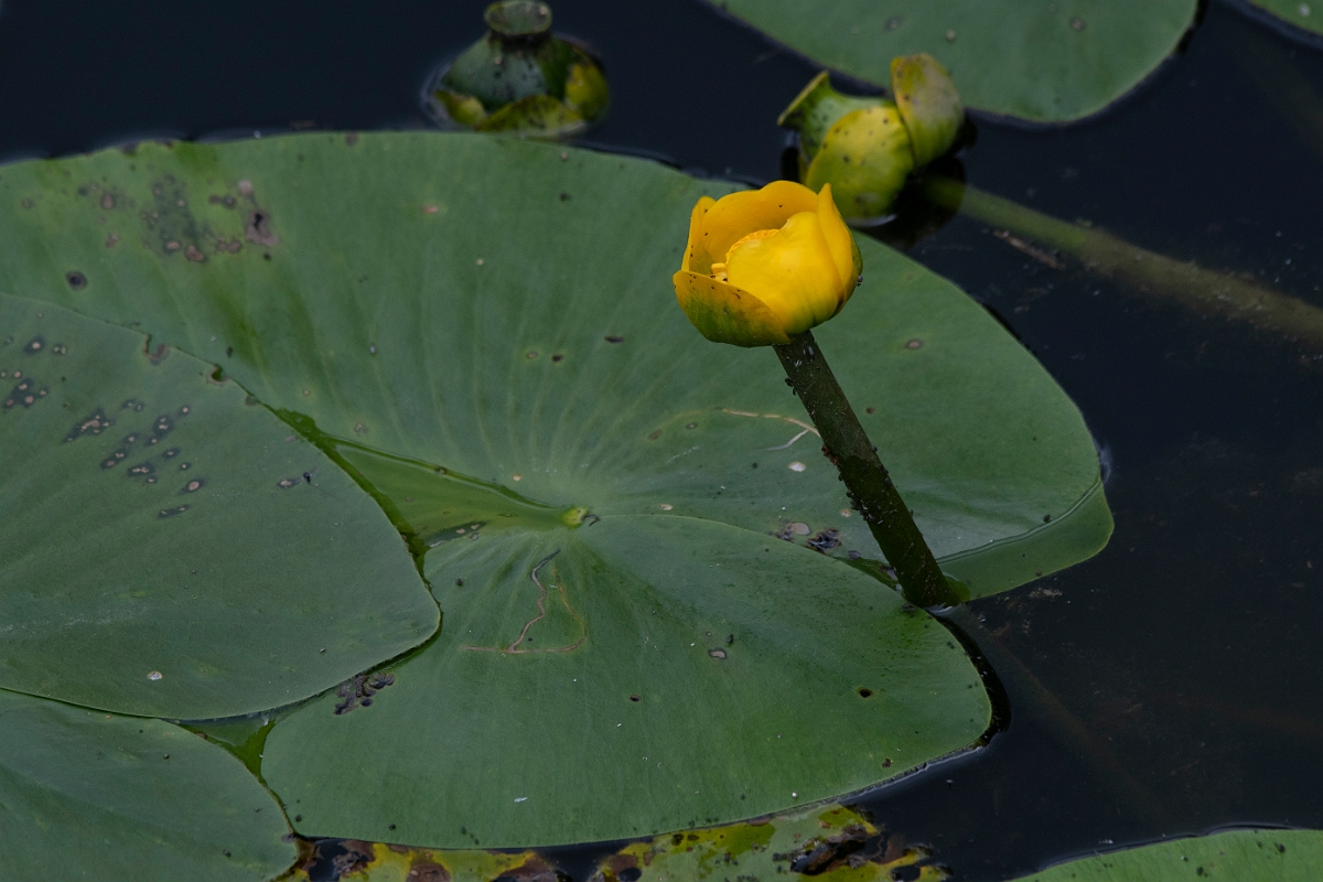 David Plant Photography - Wildlife Photography - Yellow water-lily - C.JPG - Yellow water-lily - Cambridgeshire