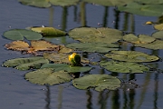 David Plant Photography - Wildlife Photography - Least water-lily - A