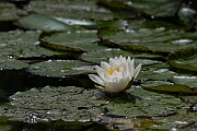 David Plant Photography - Wildlife Photography - White water-lily - A