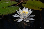 David Plant Photography - Wildlife Photography - White water-lily - C