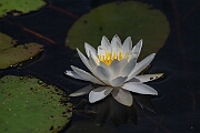 David Plant Photography - Wildlife Photography - White water-lily - D