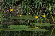 David Plant Photography - Wildlife Photography - Yellow water-lily - A