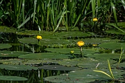 David Plant Photography - Wildlife Photography - Yellow water-lily - B