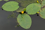 David Plant Photography - Wildlife Photography - Yellow water-lily - E