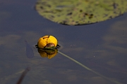 David Plant Photography - Wildlife Photography - Yellow water-lily - F