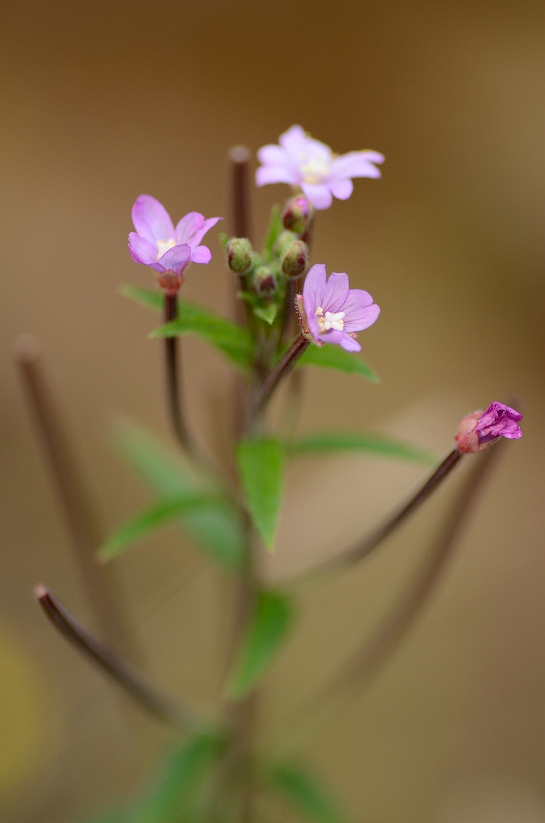 David Plant Photography - Wildlife Photography - Broad-leaved willowherb - A.jpg - Broad-leaved willowherb - Rhondda Cynon Taf