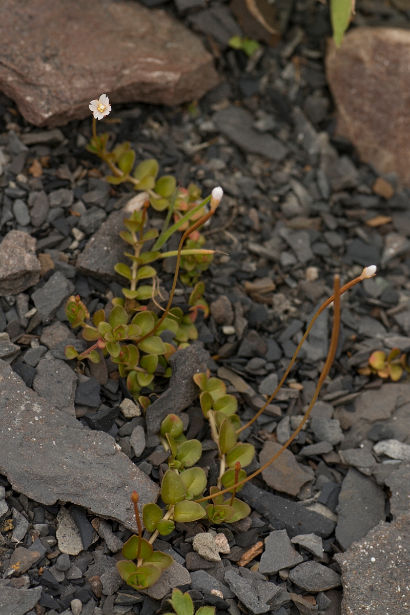 David Plant Photography - Wildlife Photography - Chickweed willowherb - A.jpg - Chickweed willowherb - Ayrshire