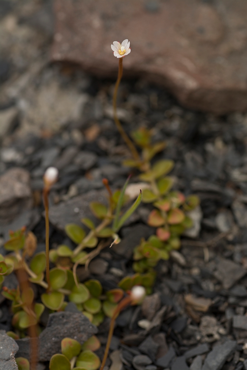 David Plant Photography - Wildlife Photography - Chickweed willowherb - B.jpg - Chickweed willowherb - Ayrshire