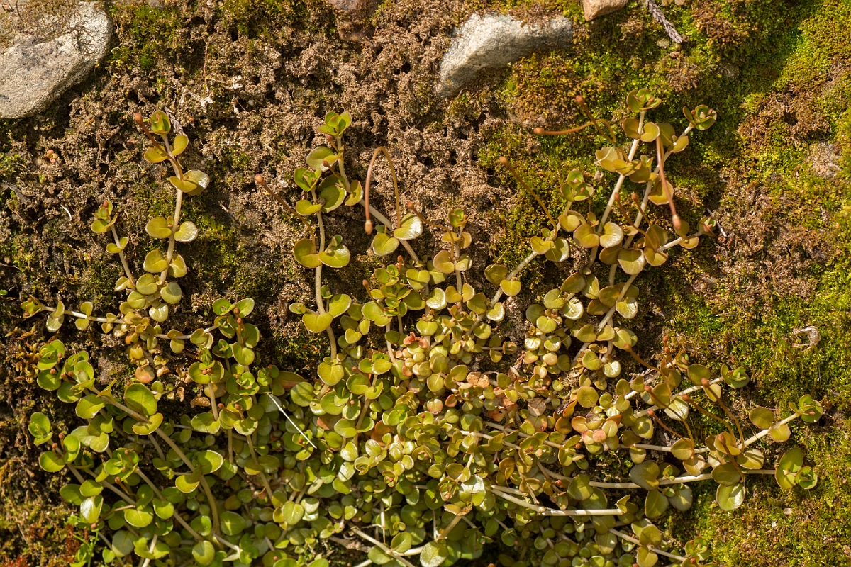 David Plant Photography - Wildlife Photography - Chickweed willowherb - C.jpg - Chickweed willowherb - Perthshire