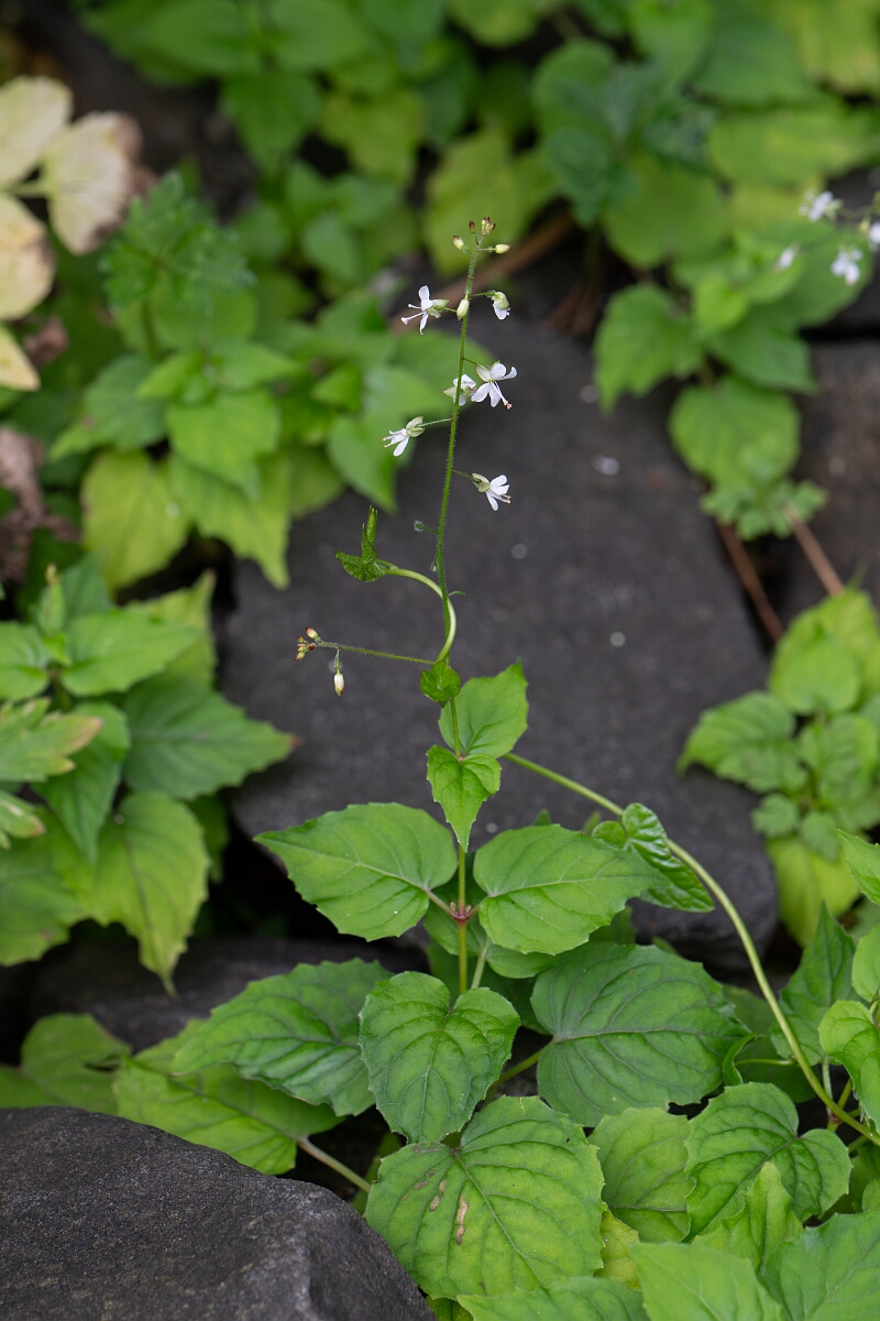 David Plant Photography - Wildlife Photography - Enchanter's nightshade - B.jpg - Enchanter's nightshade - Argyll and Bute