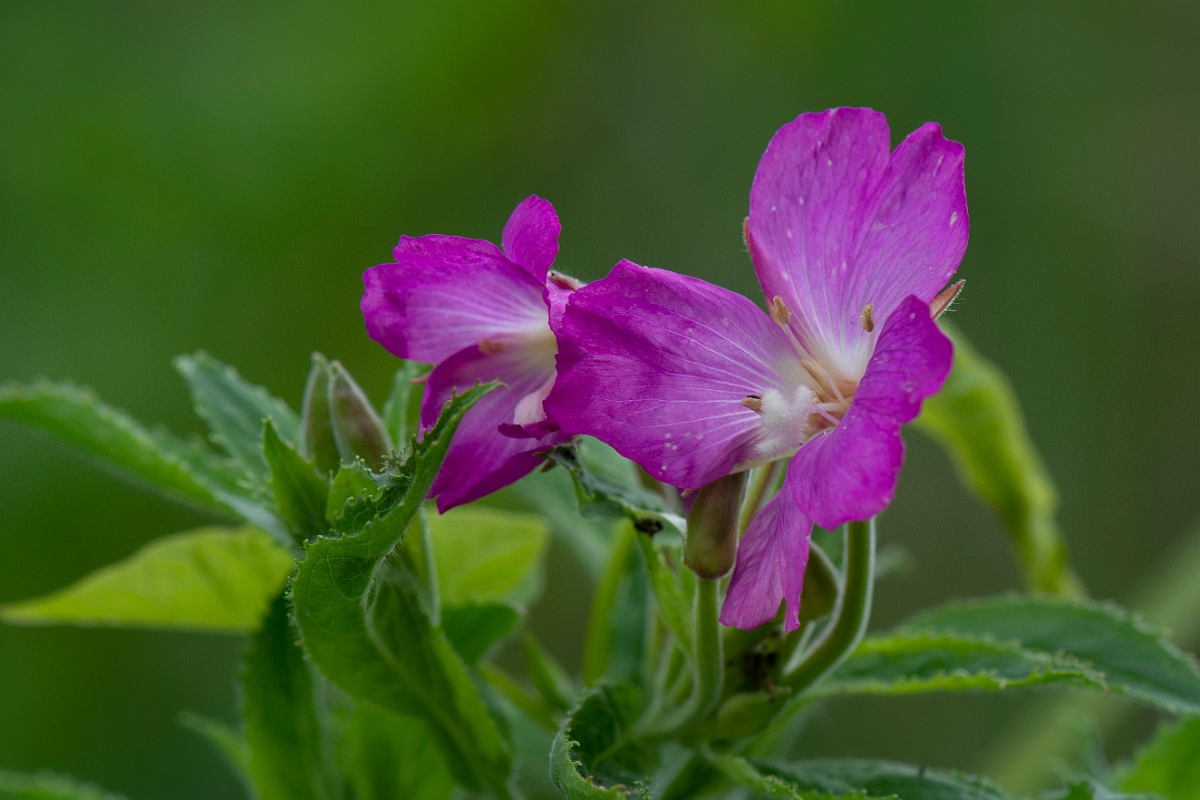 David Plant Photography - Wildlife Photography - Great willowherb - B.JPG - Great willowherb - Cambridgeshire