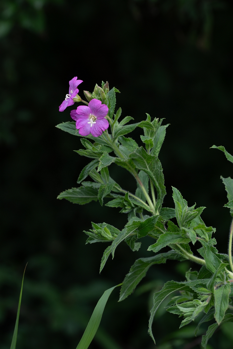 David Plant Photography - Wildlife Photography - Great willowherb - D.jpg - Great willowherb - Cambridgeshire