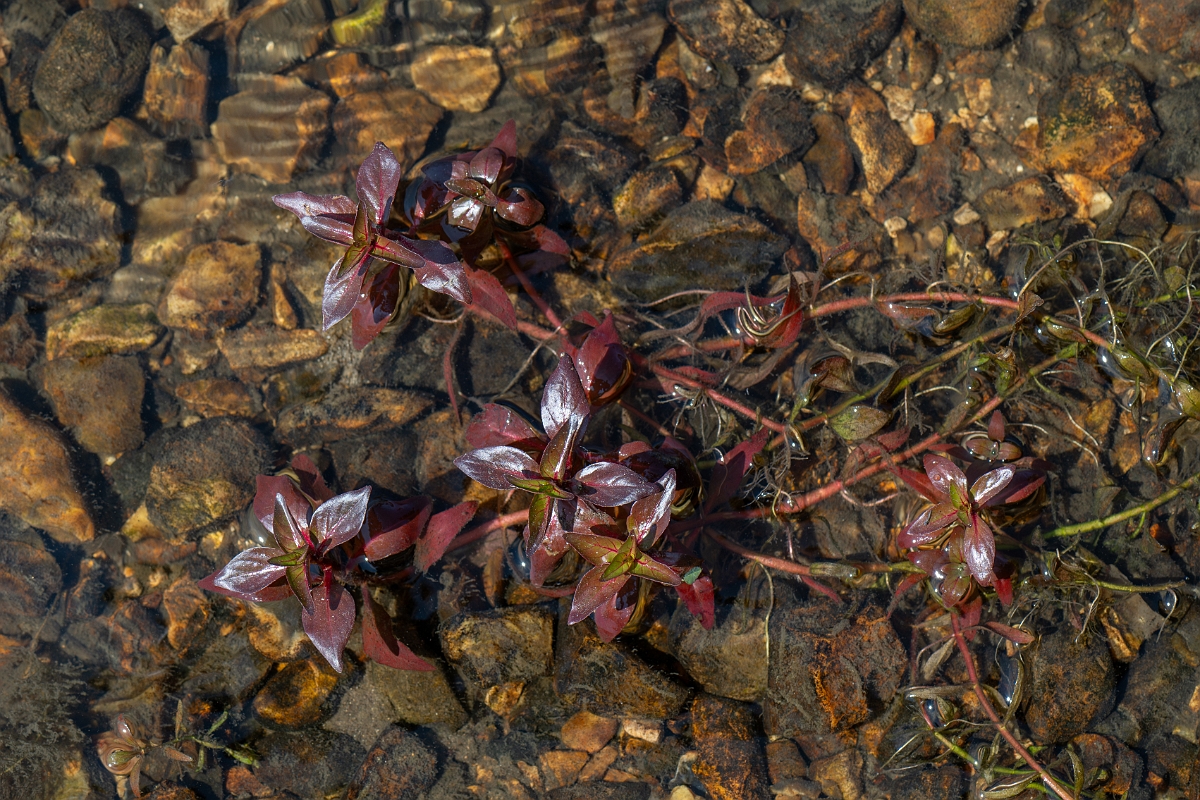 David Plant Photography - Wildlife Photography - Hampshire-purslane - A.jpg - Hampshire purslane - Hampshire