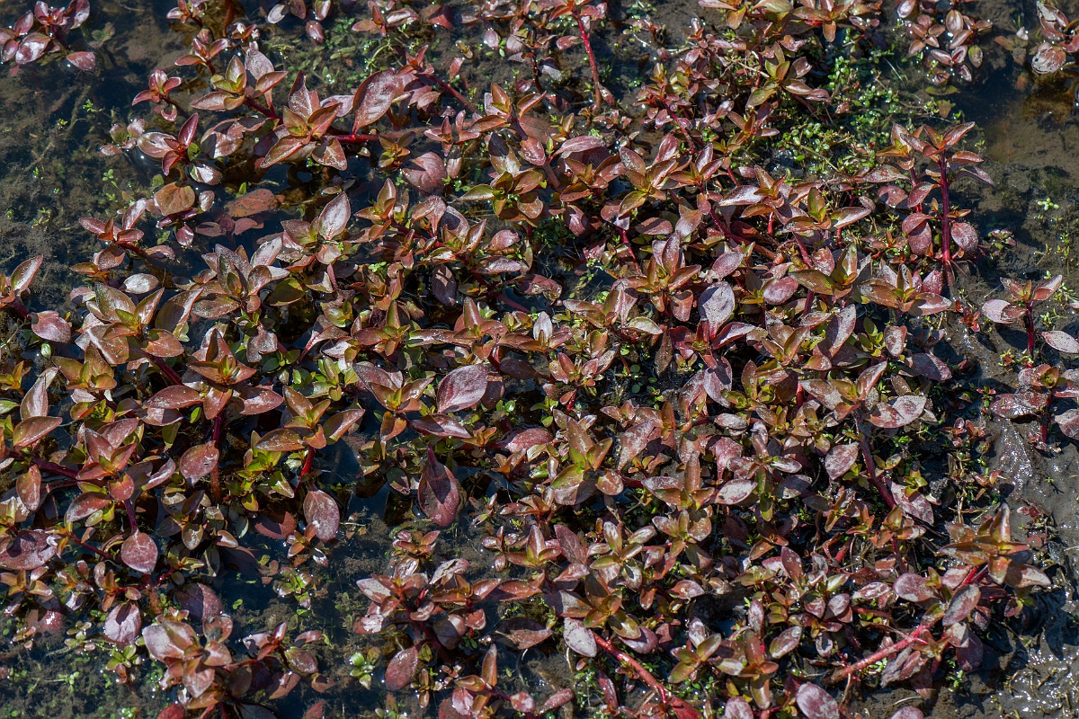 David Plant Photography - Wildlife Photography - Hampshire-purslane - B.jpg - Hampshire purslane - Hampshire
