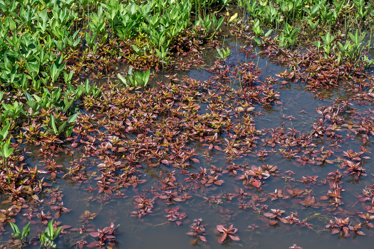 David Plant Photography - Wildlife Photography - Hampshire-purslane - C.jpg - Hampshire purslane - Hampshire
