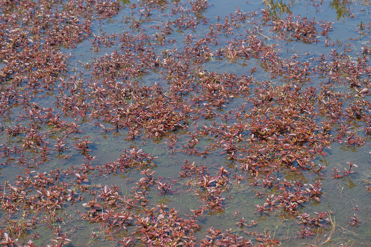 David Plant Photography - Wildlife Photography - Hampshire-purslane - D.jpg - Hampshire purslane - Hampshire