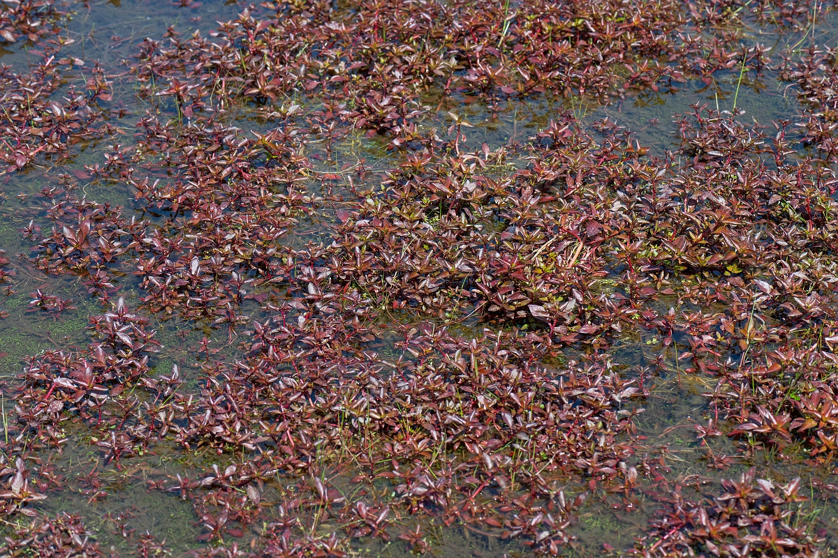 David Plant Photography - Wildlife Photography - Hampshire-purslane - E.jpg - Hampshire purslane - Hampshire