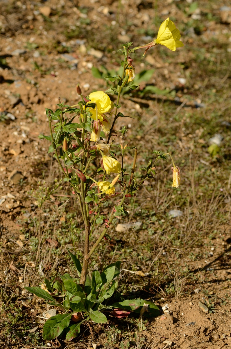 David Plant Photography - Wildlife Photography - Large-flowered evening-primrose - A.jpg - Large-flowered evening-primrose - Suffolk