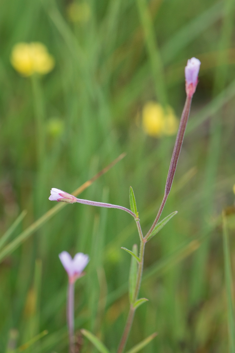 David Plant Photography - Wildlife Photography - Marsh willowherb - C.JPG - Marsh willowherb - Perthshire