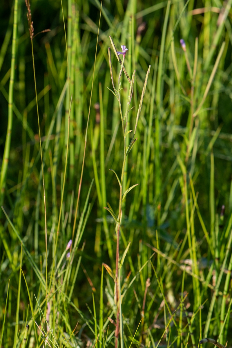 David Plant Photography - Wildlife Photography - Marsh willowherb - D.JPG - Marsh willowherb - Highlands
