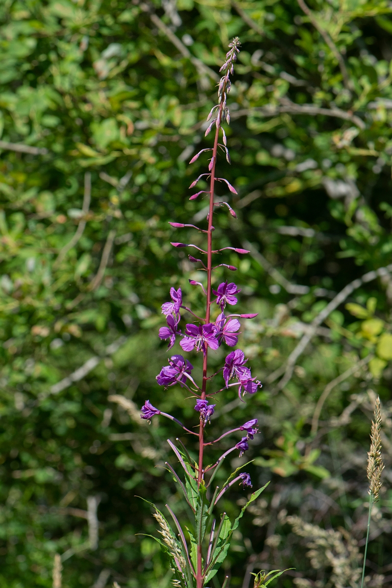 David Plant Photography - Wildlife Photography - Rosebay willowherb - B.JPG - Rosebay willowherb - Highlands