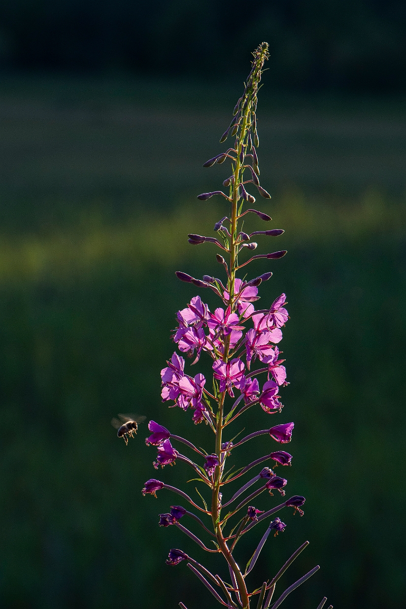 David Plant Photography - Wildlife Photography - Rosebay willowherb - C.JPG - Rosebay willowherb - Highlands