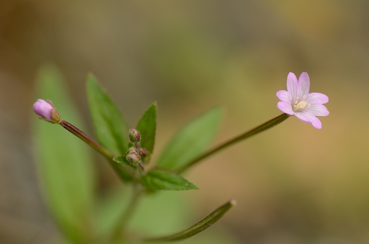 David Plant Photography - Wildlife Photography - Short-fruited willowherb - A.jpg - Short-fruited willowherb - Cambridgeshire