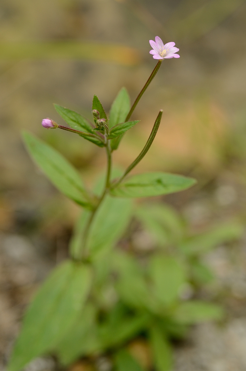 David Plant Photography - Wildlife Photography - Short-fruited willowherb - B.jpg - Short-fruited willowherb plant - Cambridgeshire