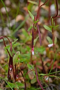 David Plant Photography - Wildlife Photography - Alpine willowherb - B