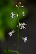 David Plant Photography - Wildlife Photography - Enchanter's nightshade - A