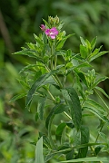 David Plant Photography - Wildlife Photography - Great willowherb - C