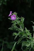 David Plant Photography - Wildlife Photography - Great willowherb - D