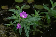 David Plant Photography - Wildlife Photography - Great willowherb - E