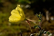 David Plant Photography - Wildlife Photography - Large-flowered evening-primrose - B