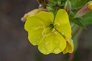 David Plant Photography - Wildlife Photography - Large-flowered evening-primrose - D
