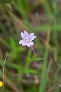 David Plant Photography - Wildlife Photography - Marsh willowherb - A