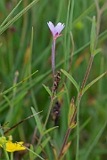 David Plant Photography - Wildlife Photography - Marsh willowherb - B