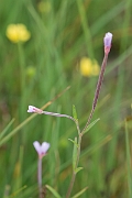David Plant Photography - Wildlife Photography - Marsh willowherb - C