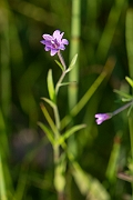 David Plant Photography - Wildlife Photography - Marsh willowherb - E