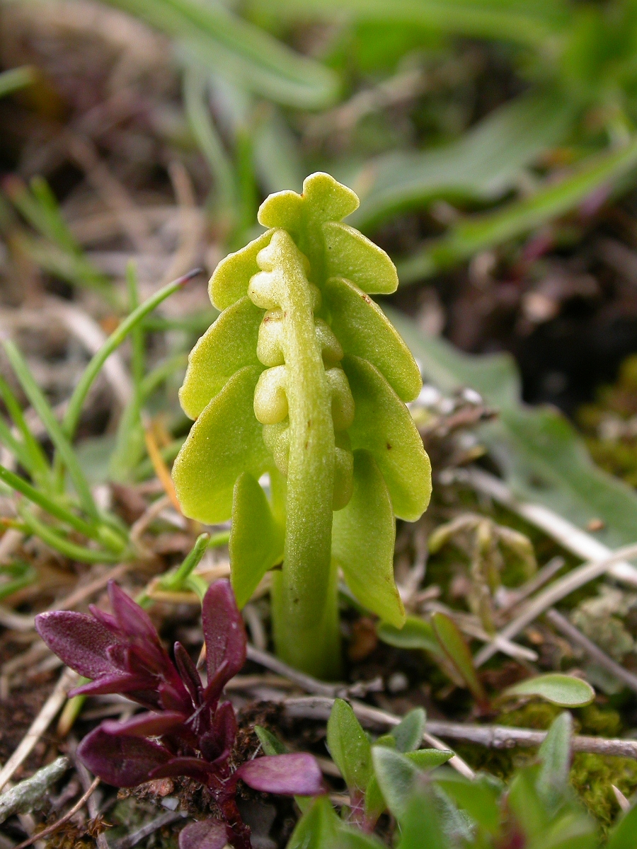 David Plant Photography - Wildlife Photographer - Moonwort - A.jpg - Moonwort - Mendips