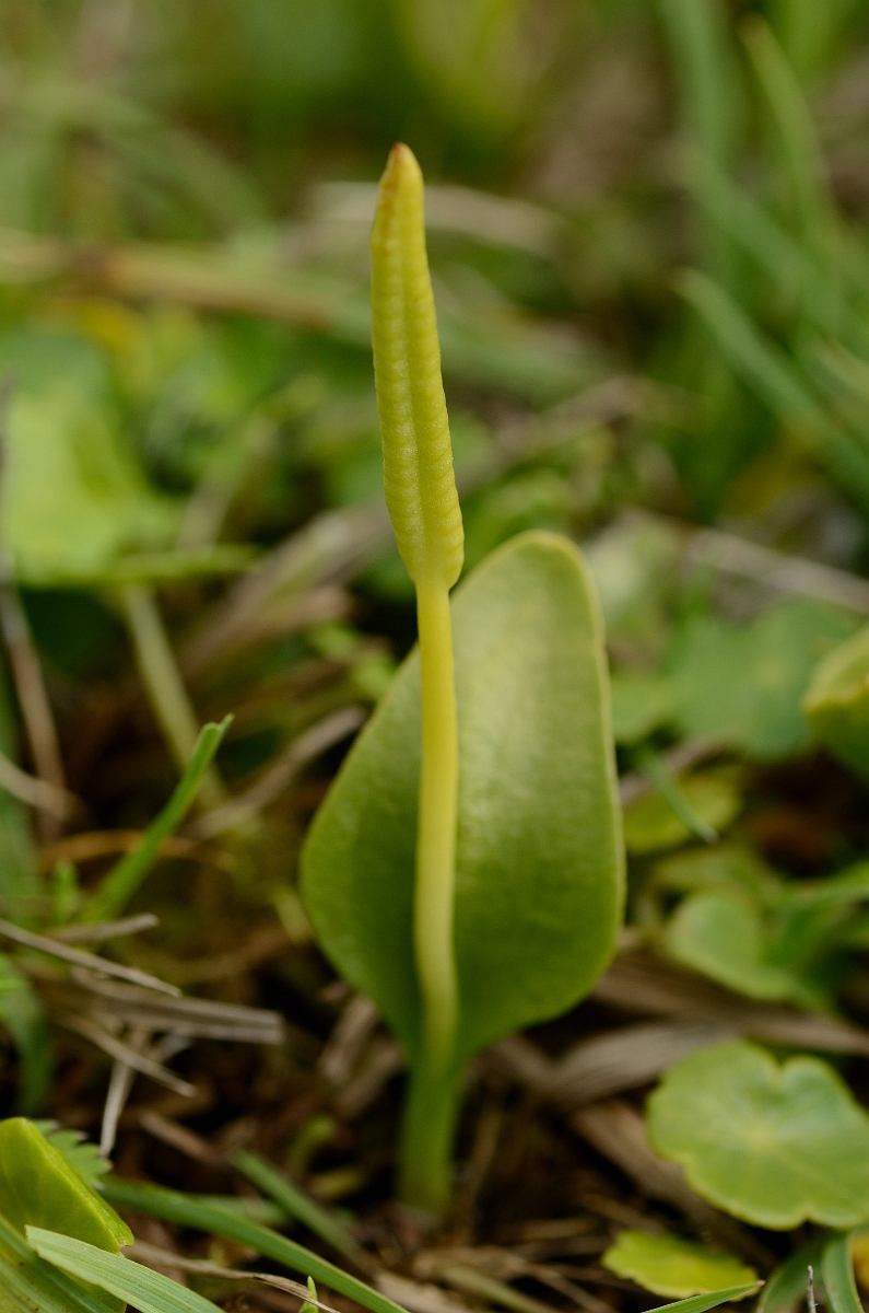 David Plant Photography - Wildlife Photography - Adder's-tongue fern - B.jpg - Adder's-tongue fern - Bridgend