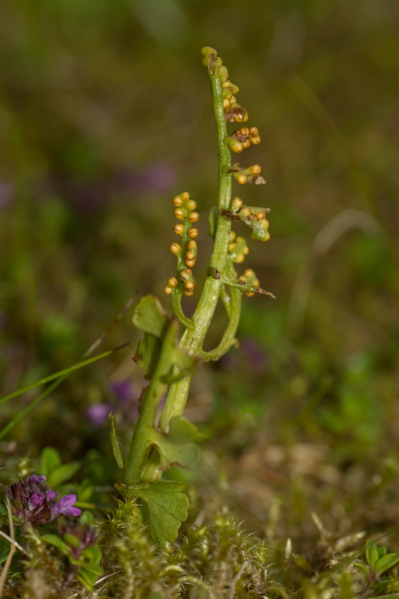 David Plant Photography - Wildlife Photography - Moonwort - B.jpg - Moonwort - Perthshire