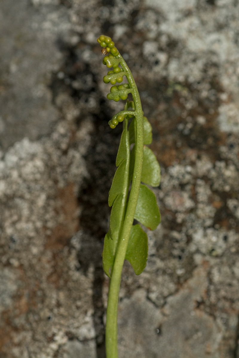 David Plant Photography - Wildlife Photography - Moonwort - C.jpg - Moonwort - Perthshire
