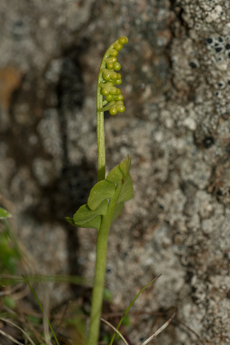 David Plant Photography - Wildlife Photography - Moonwort - D.jpg - Moonwort - Perthshire