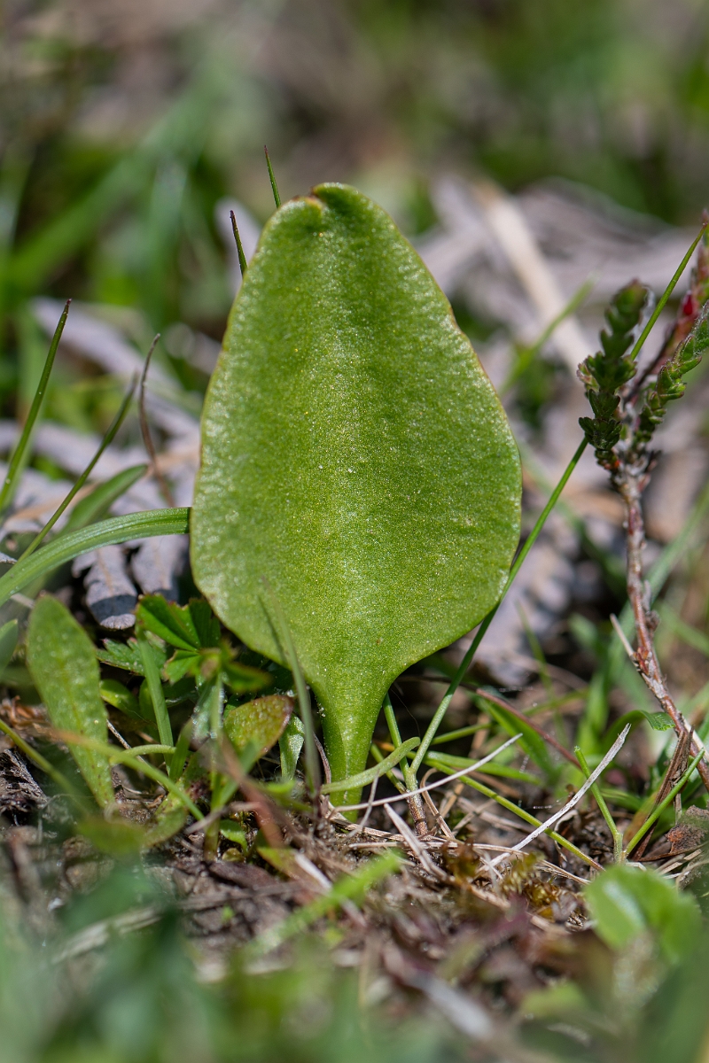 David Plant Photography - Wildlife Photography - Small adder's-tongue fern - A.jpg - Small adderstongue - Hampshire