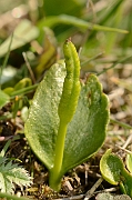 David Plant Photography - Wildlife Photography - Adder's-tongue fern - A