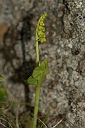 David Plant Photography - Wildlife Photography - Moonwort - D